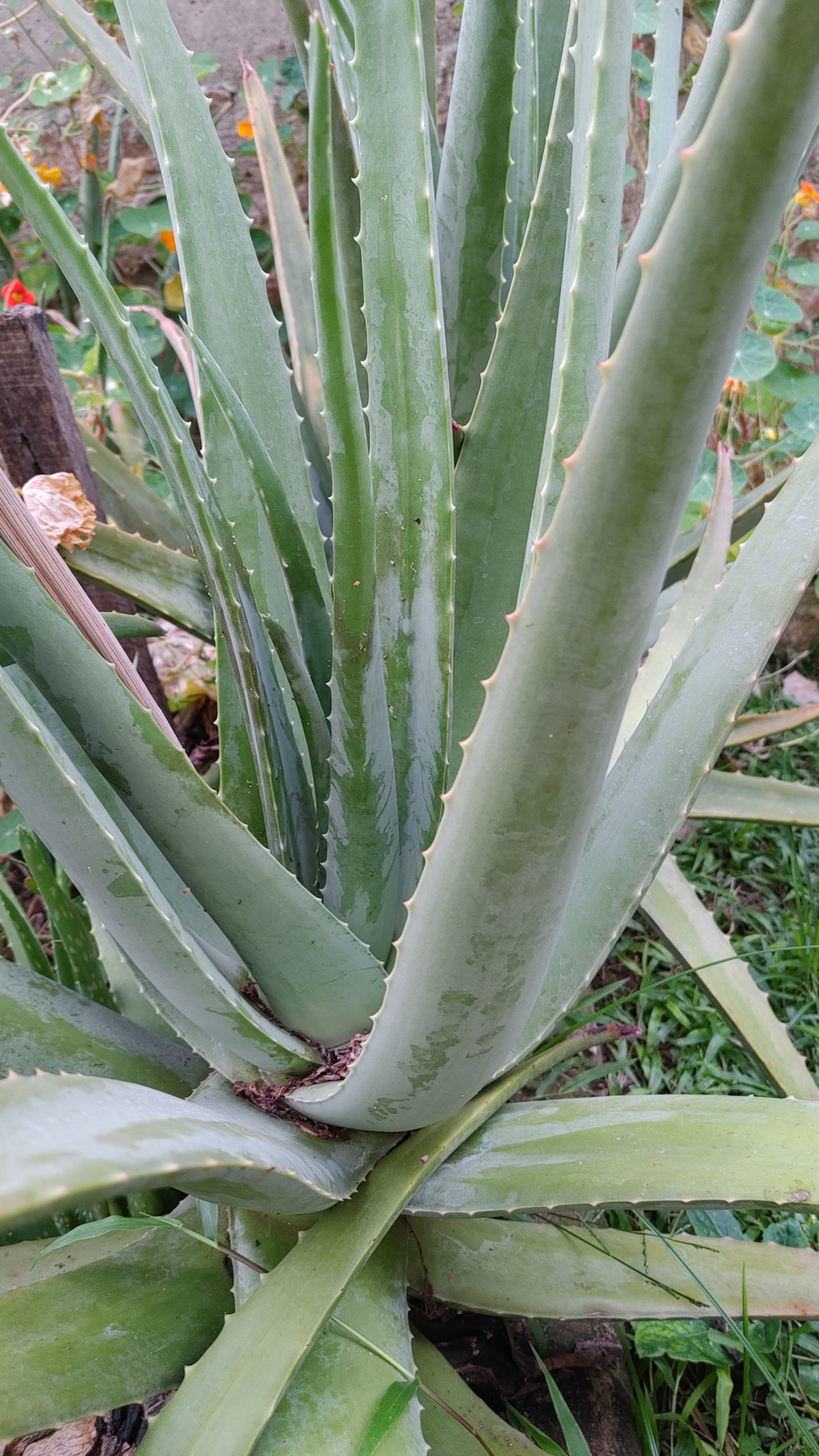 Muda de Babosa/ Aloe vera – Grupo Araçá de Consumo Responsável
