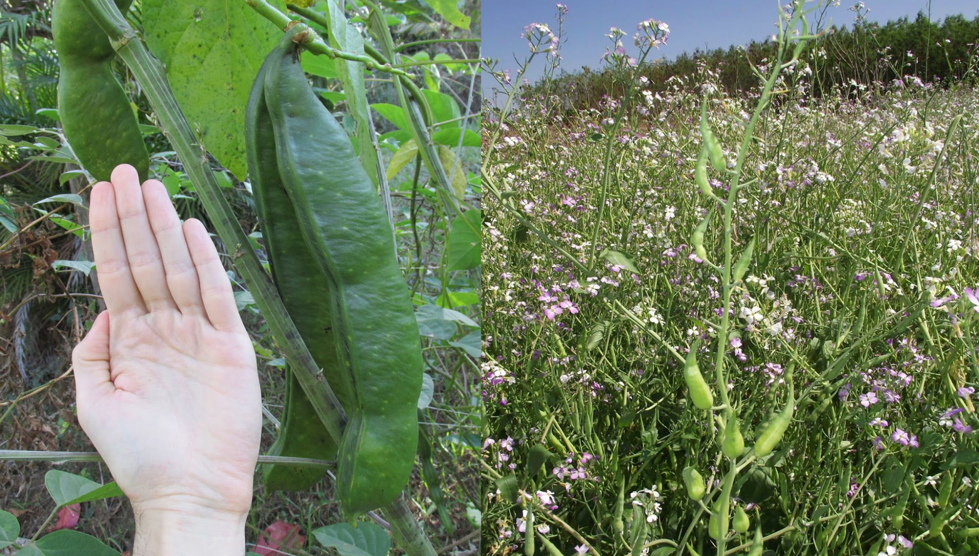 Mix de Adubação Verde PANC's - Feijão de Porco e Nabo Forrageiro (saco pequeno)
