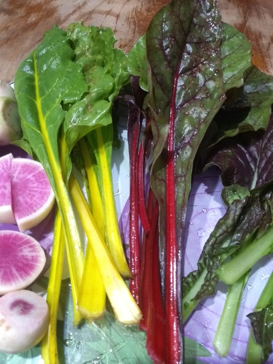 Acelga colorida