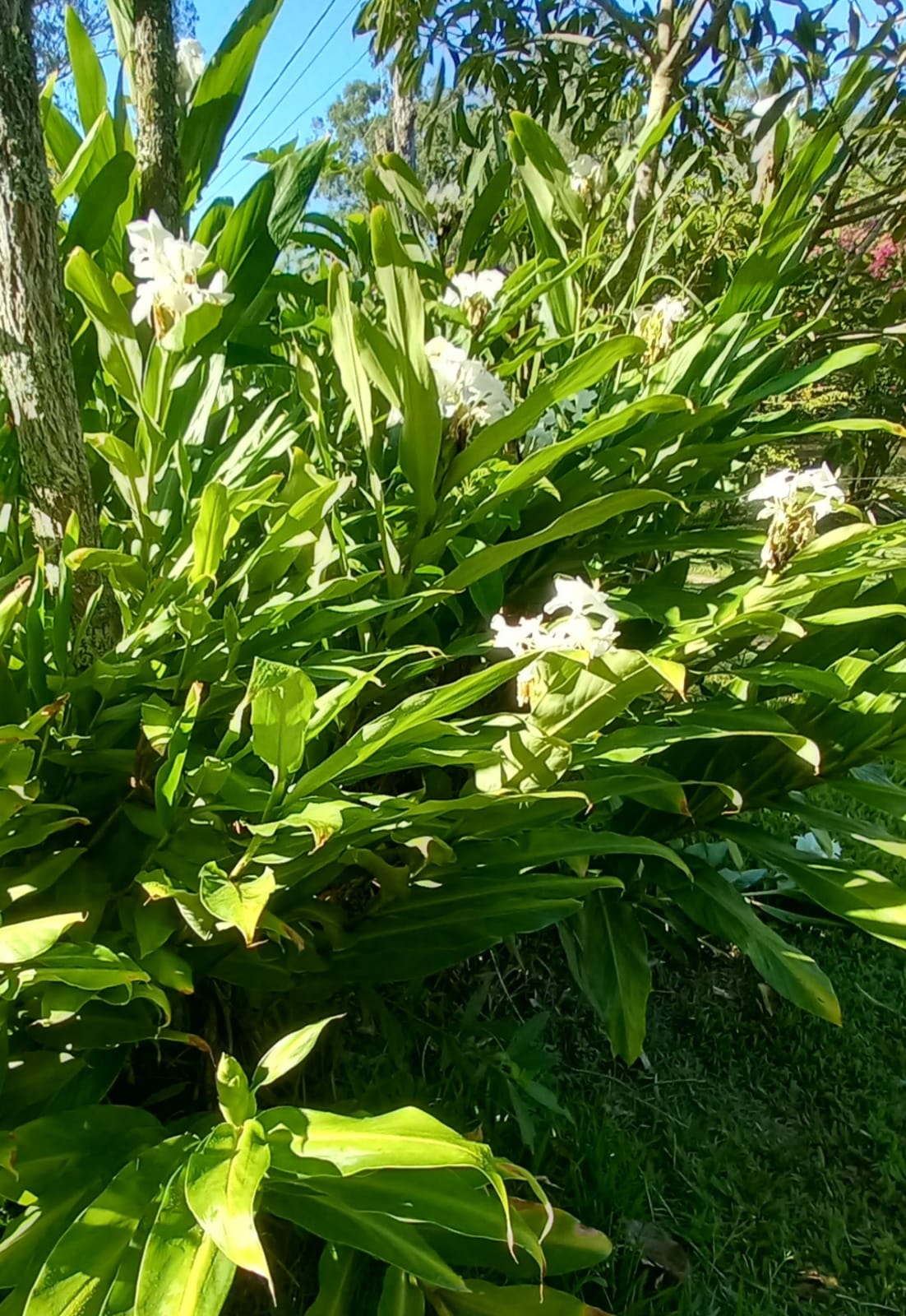 Lírio do brejo - raízes 500g