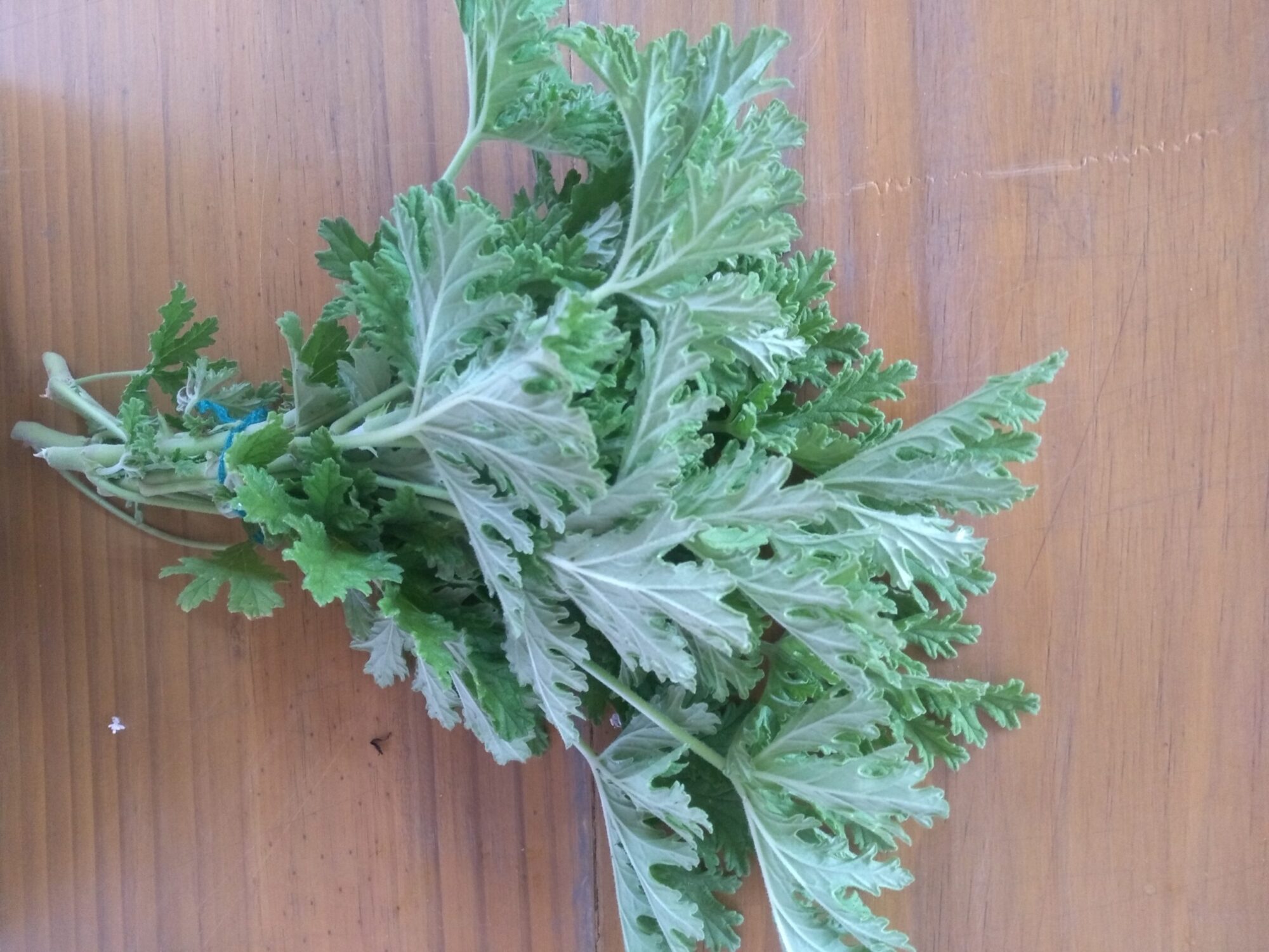 garupa malva Malva Cheirosa