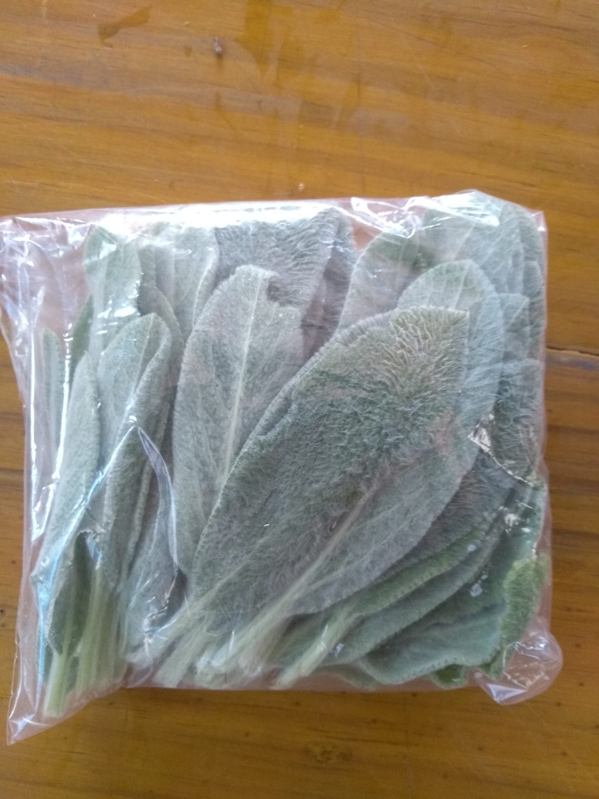 PANC Peixinho da horta