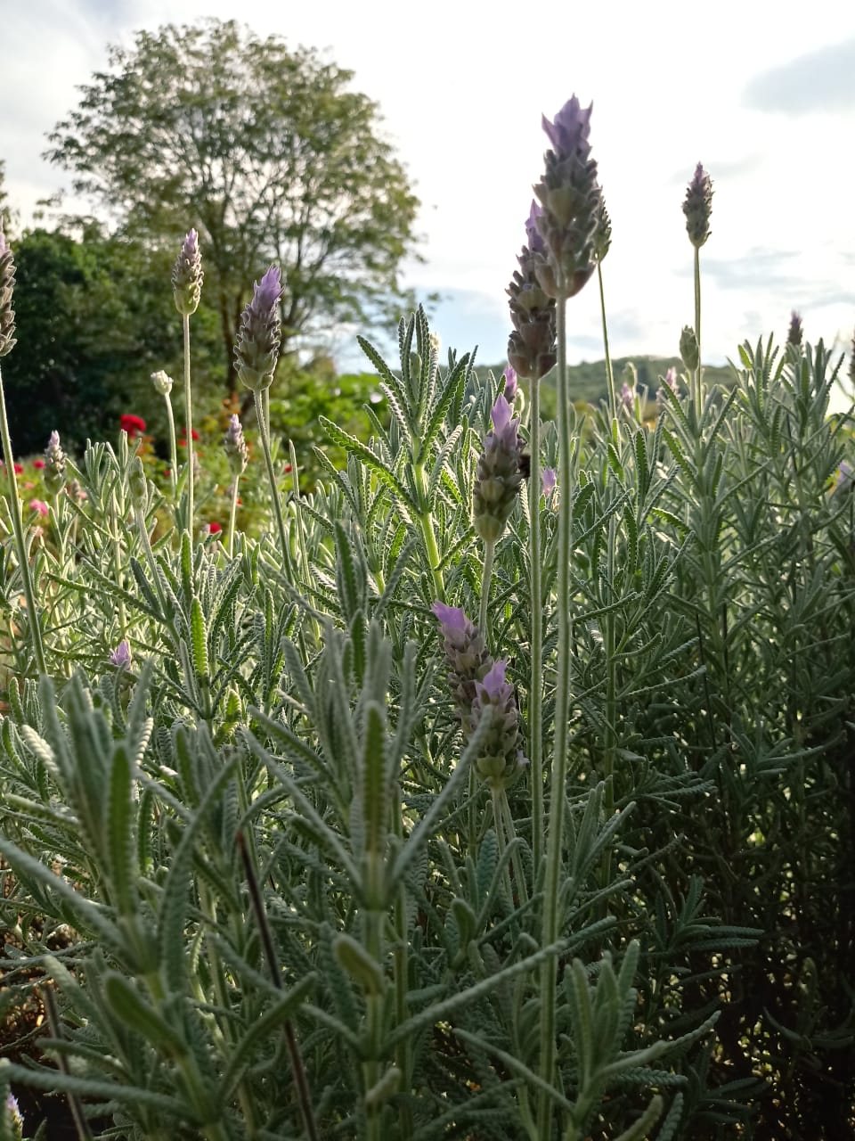 lavanda fresca - 50g