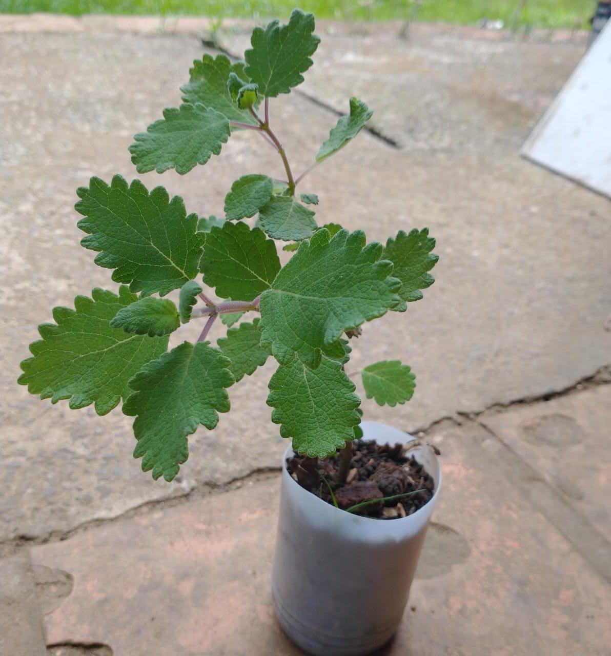 Muda de Mirra (pequena)