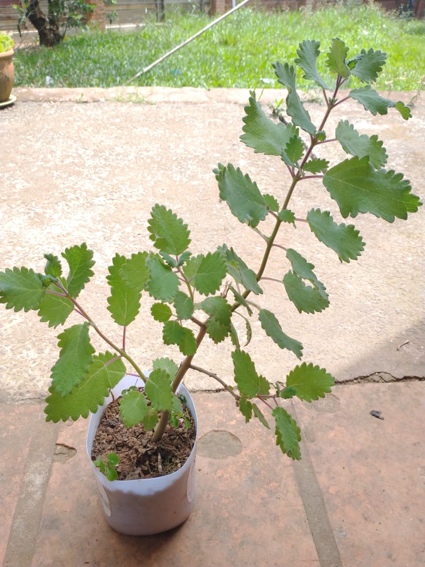 Muda de Mirra (grande)