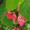 Flor Begônia 30g