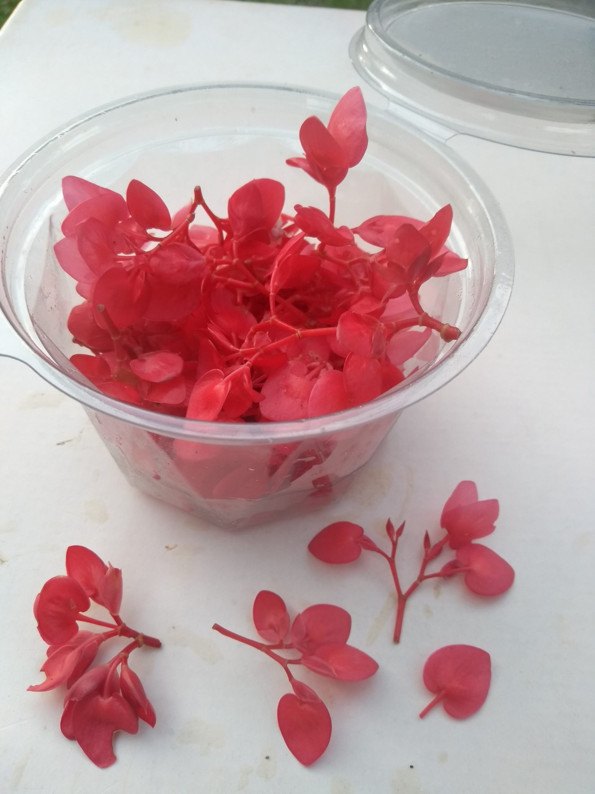 Flor Begônia 30g
