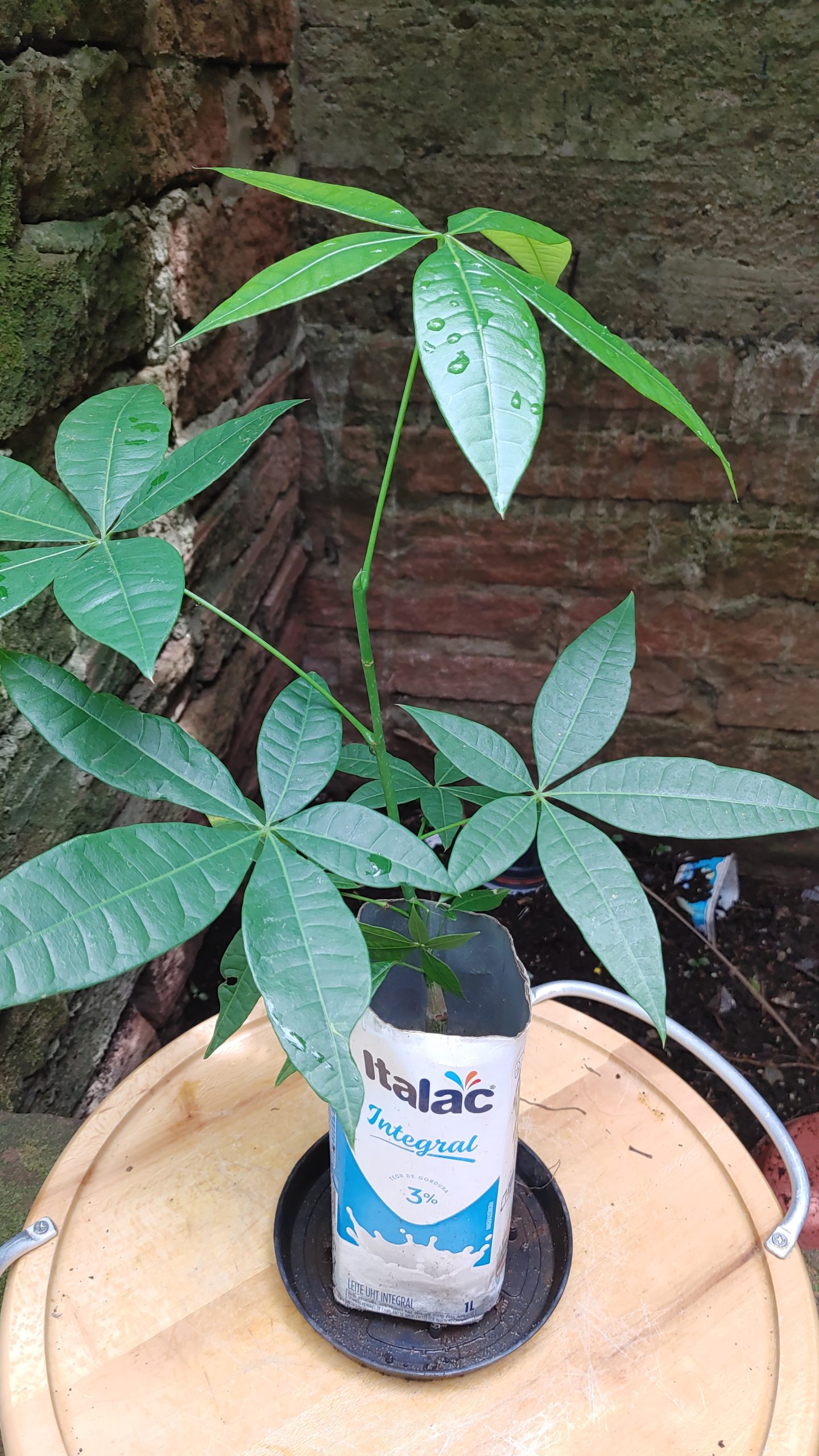 Muda PANC Castanha do litoral