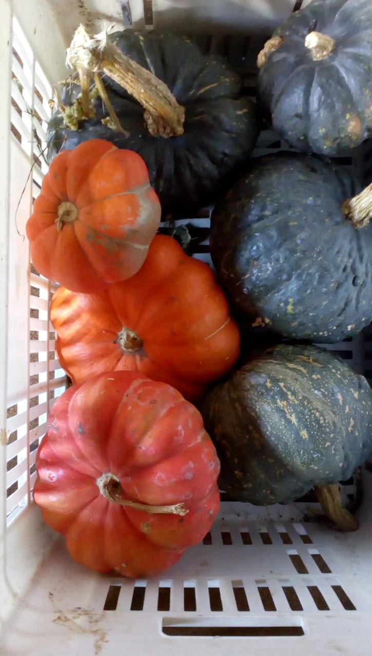 Moranga Cabotiá (Kg)