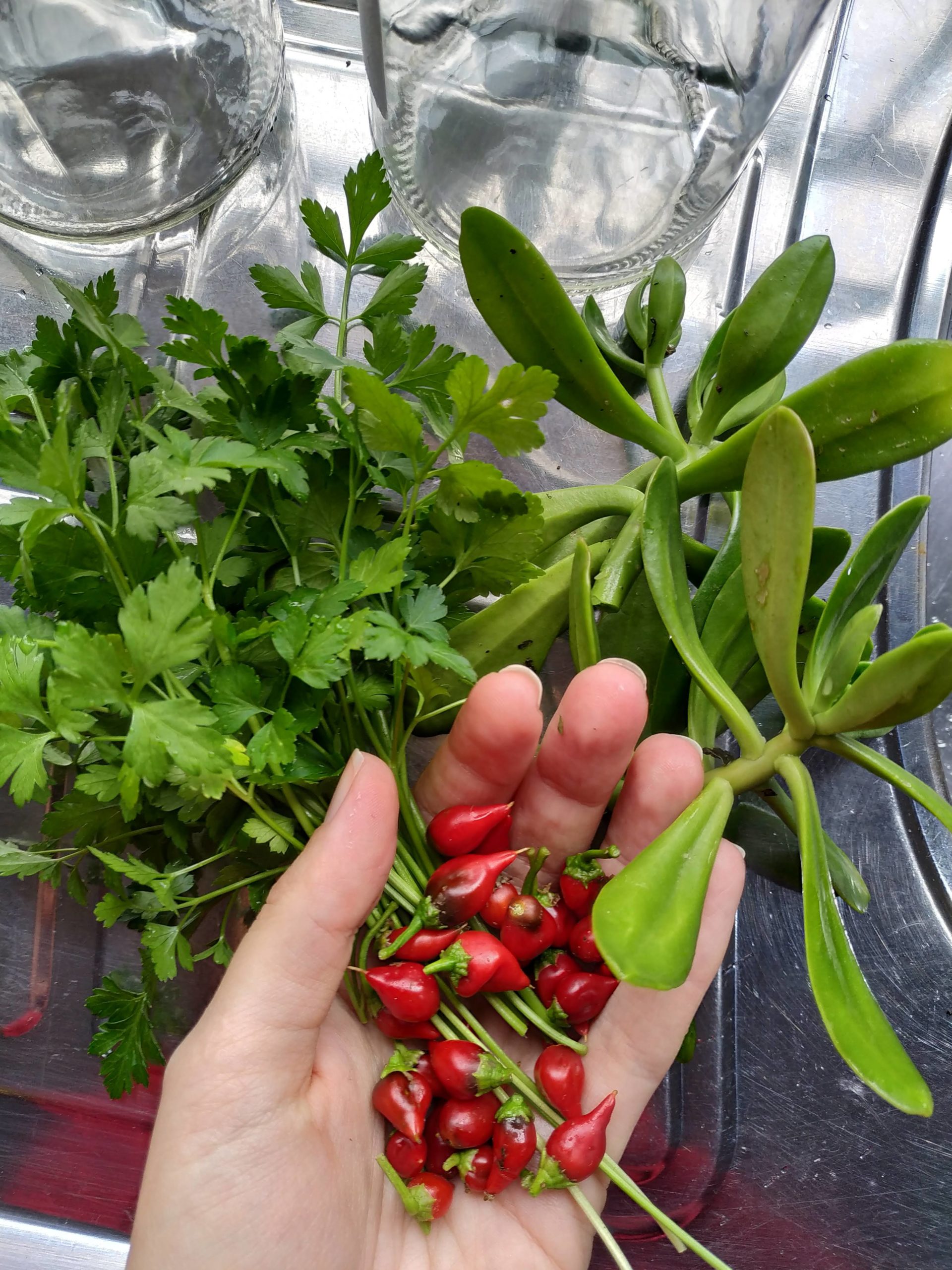 IMG_20200813_112122 Conserva de rabanete - 500g