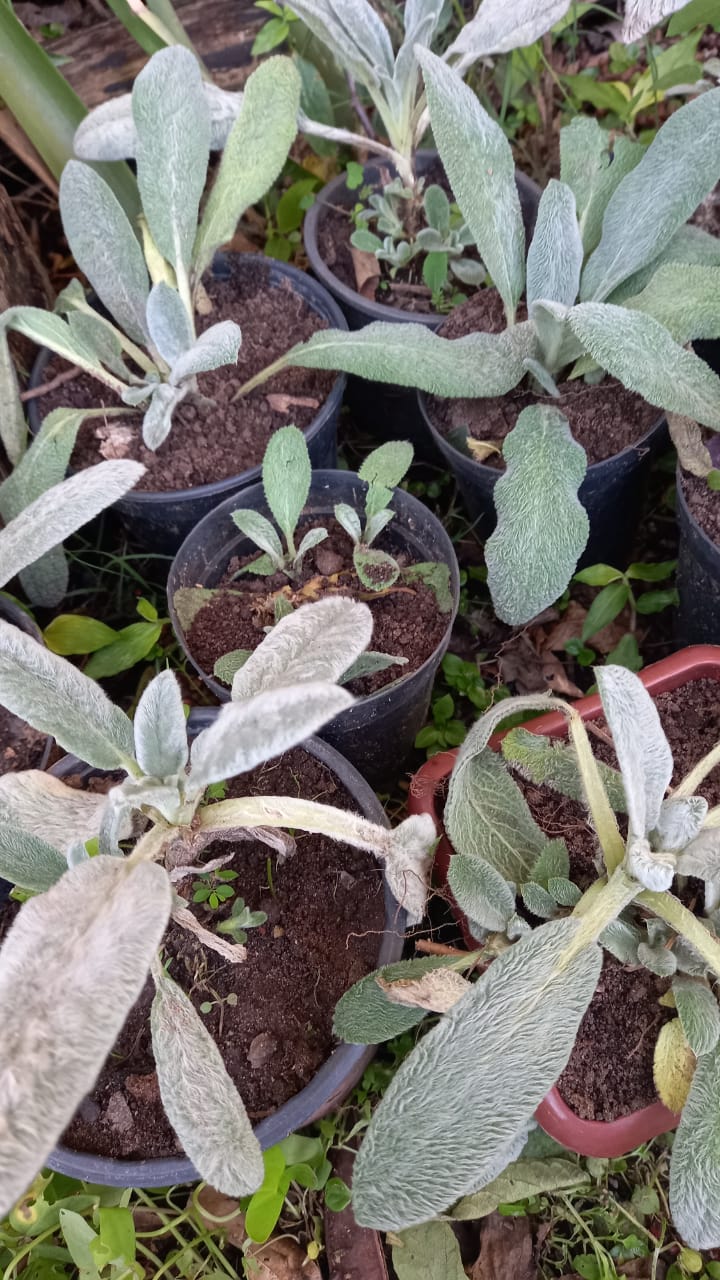 Peixinho da horta (muda)