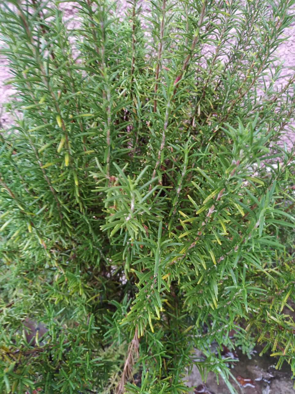 Alecrim fresco - maço