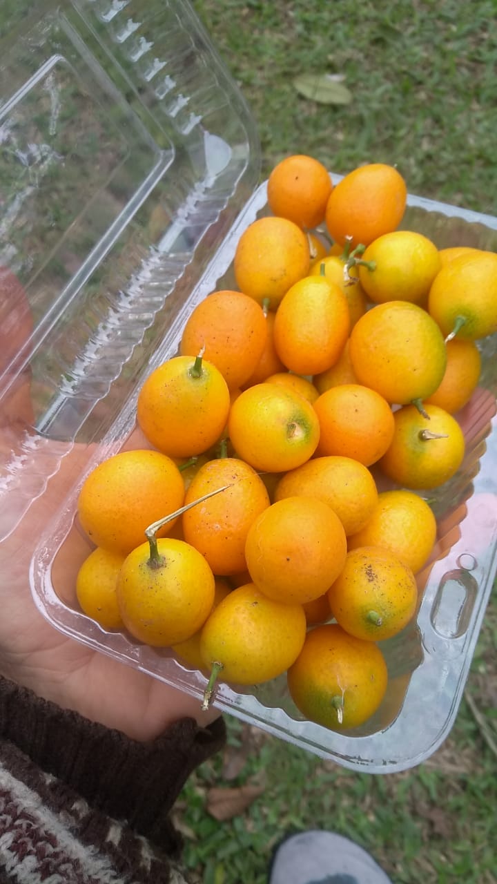 Laranjinha kunquat 420g
