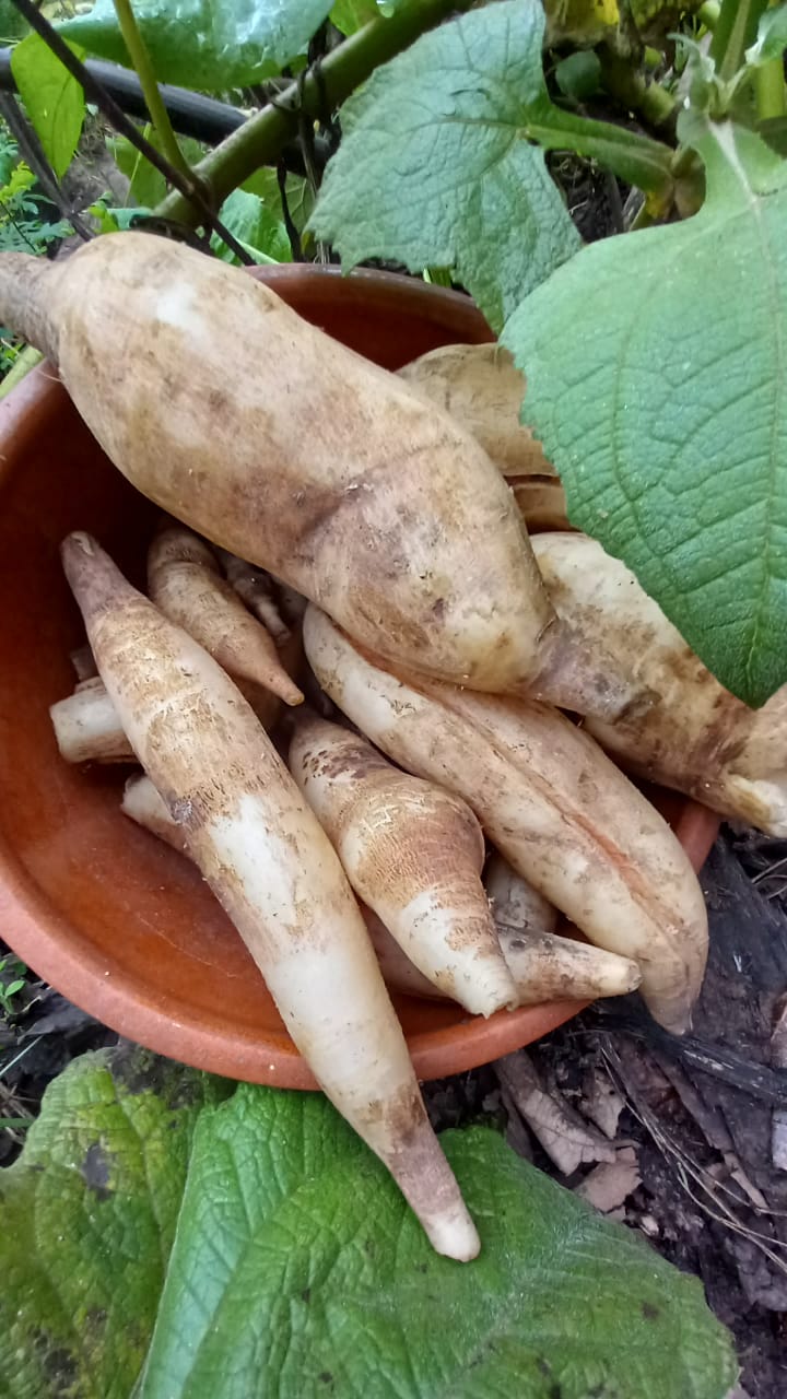 Batata Yacon (pacote 500g)