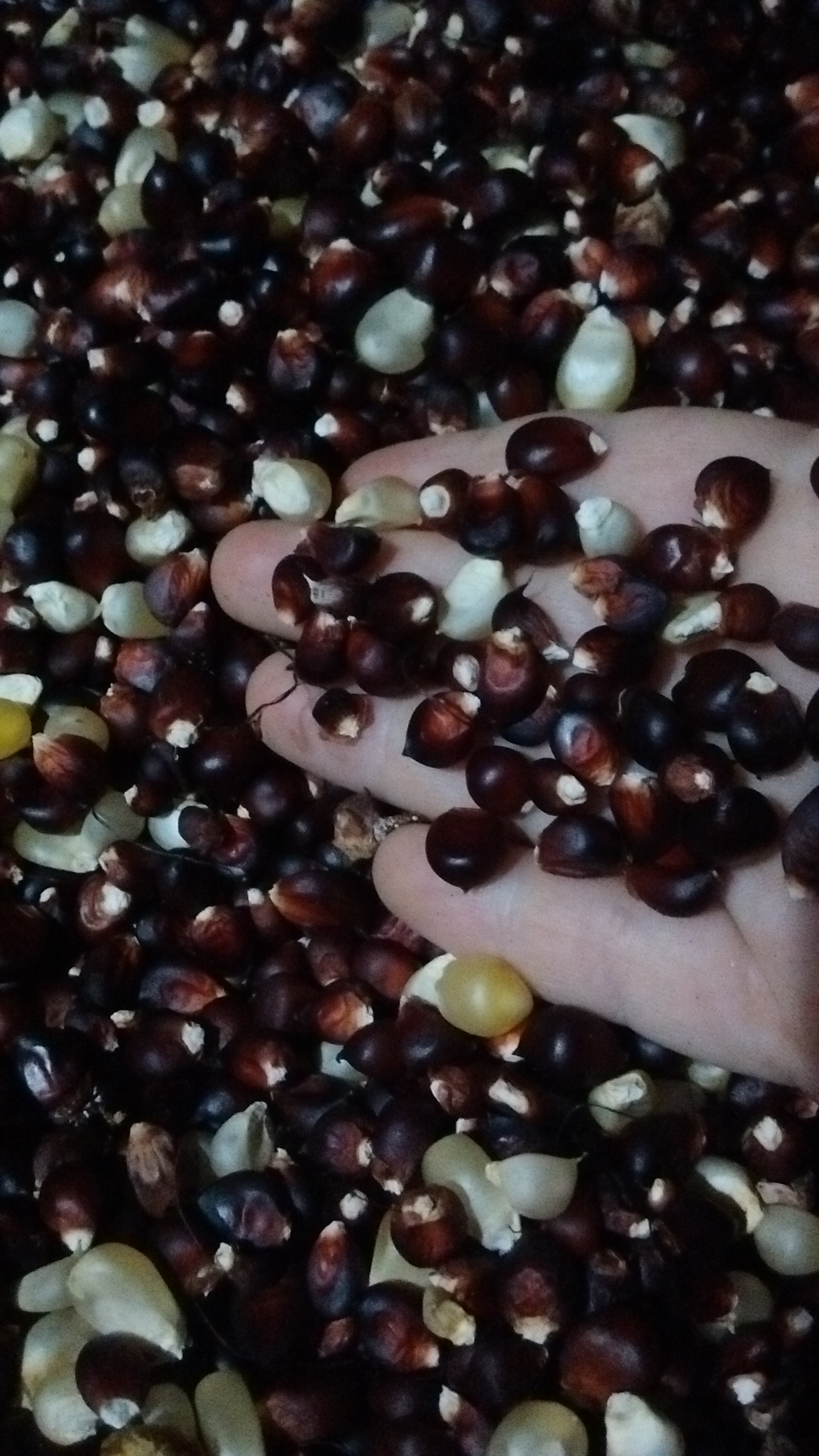 milho pipoca sementes milho pipoca para plantar