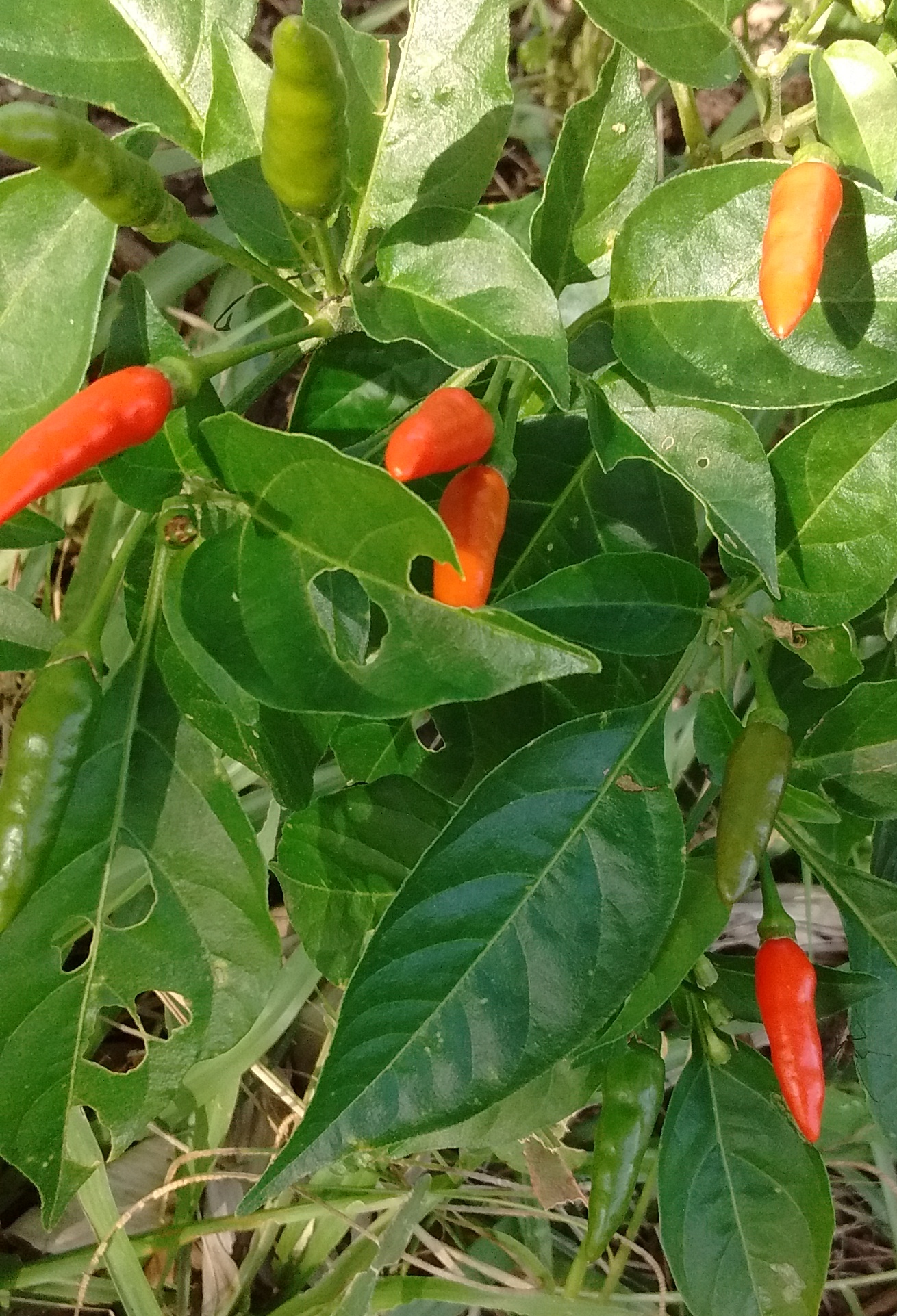 pimenta malagueta fresca bandeja
