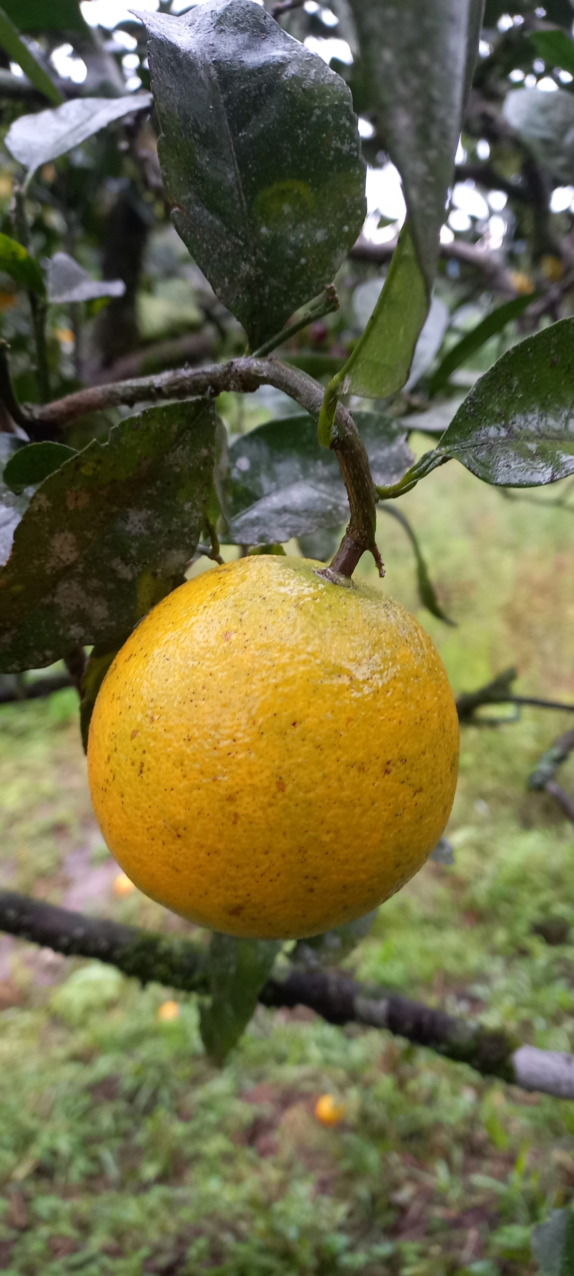 Laranja Umbigo Orgânica