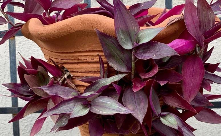 Onda do mar Muda - Onda do Mar