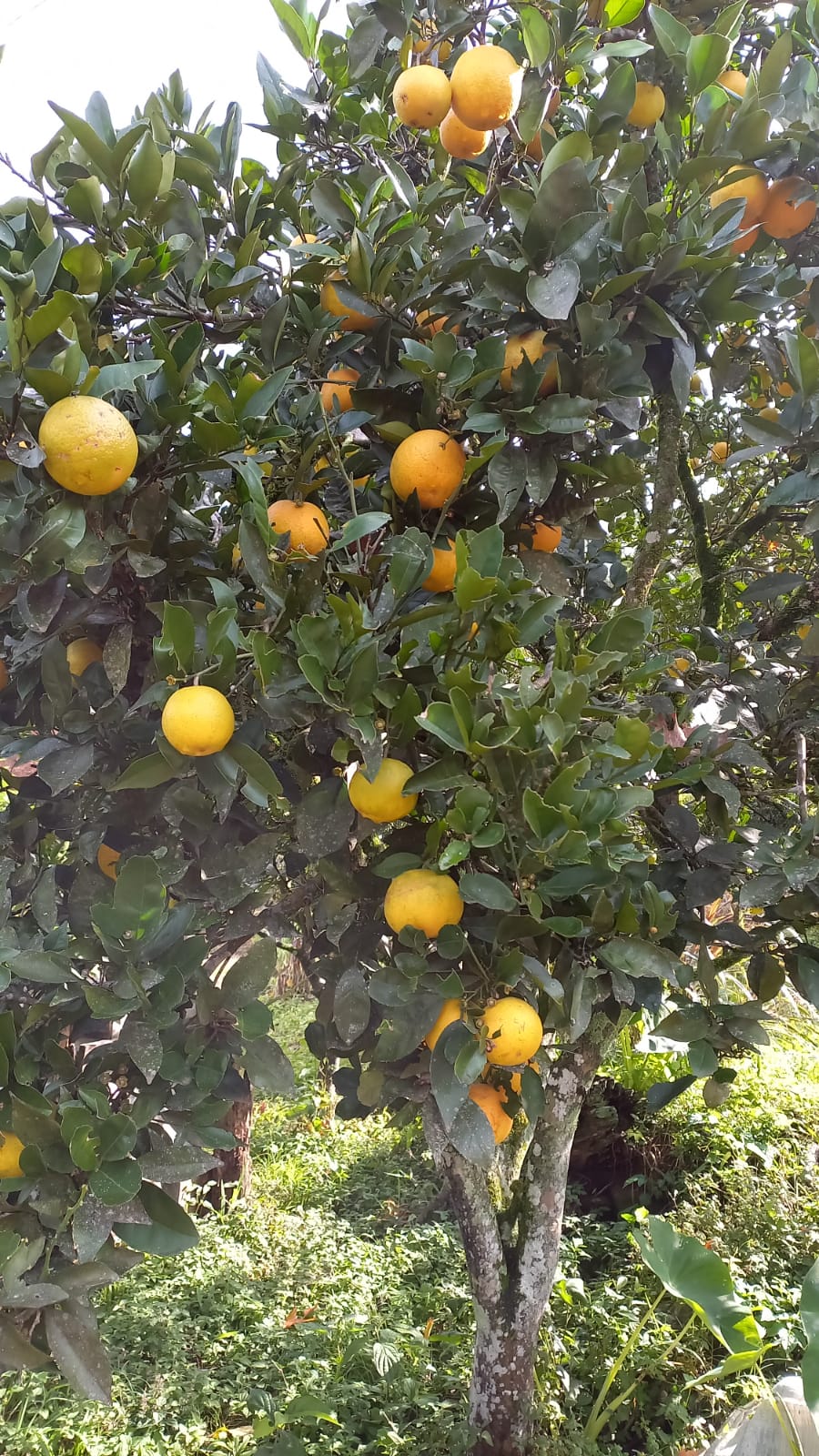 laranja valença Laranja Natal