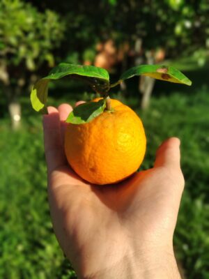 Laranja do Céu Agroecológica - Kg