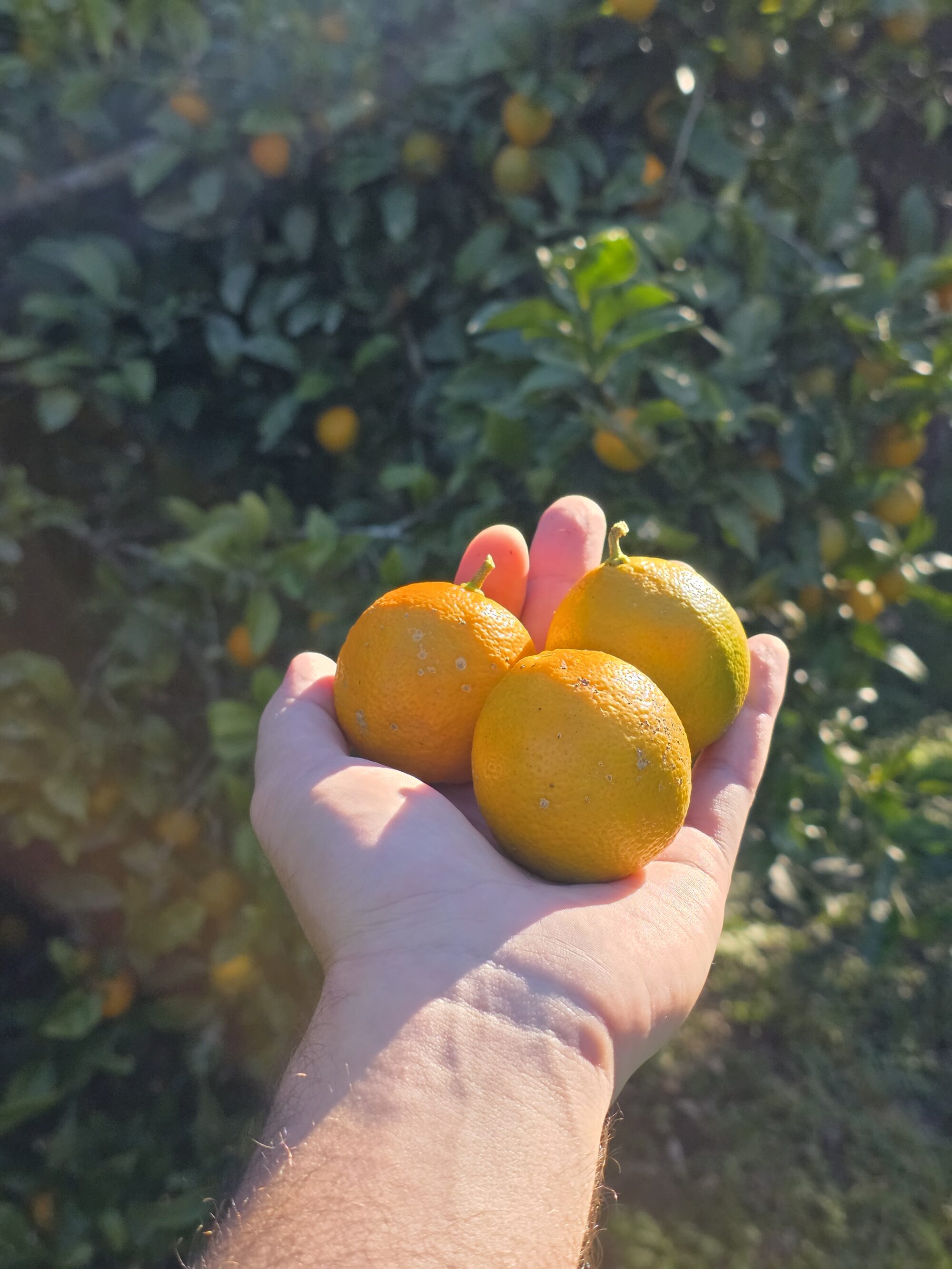 Limão Bergamota Agroecológico - 1kg