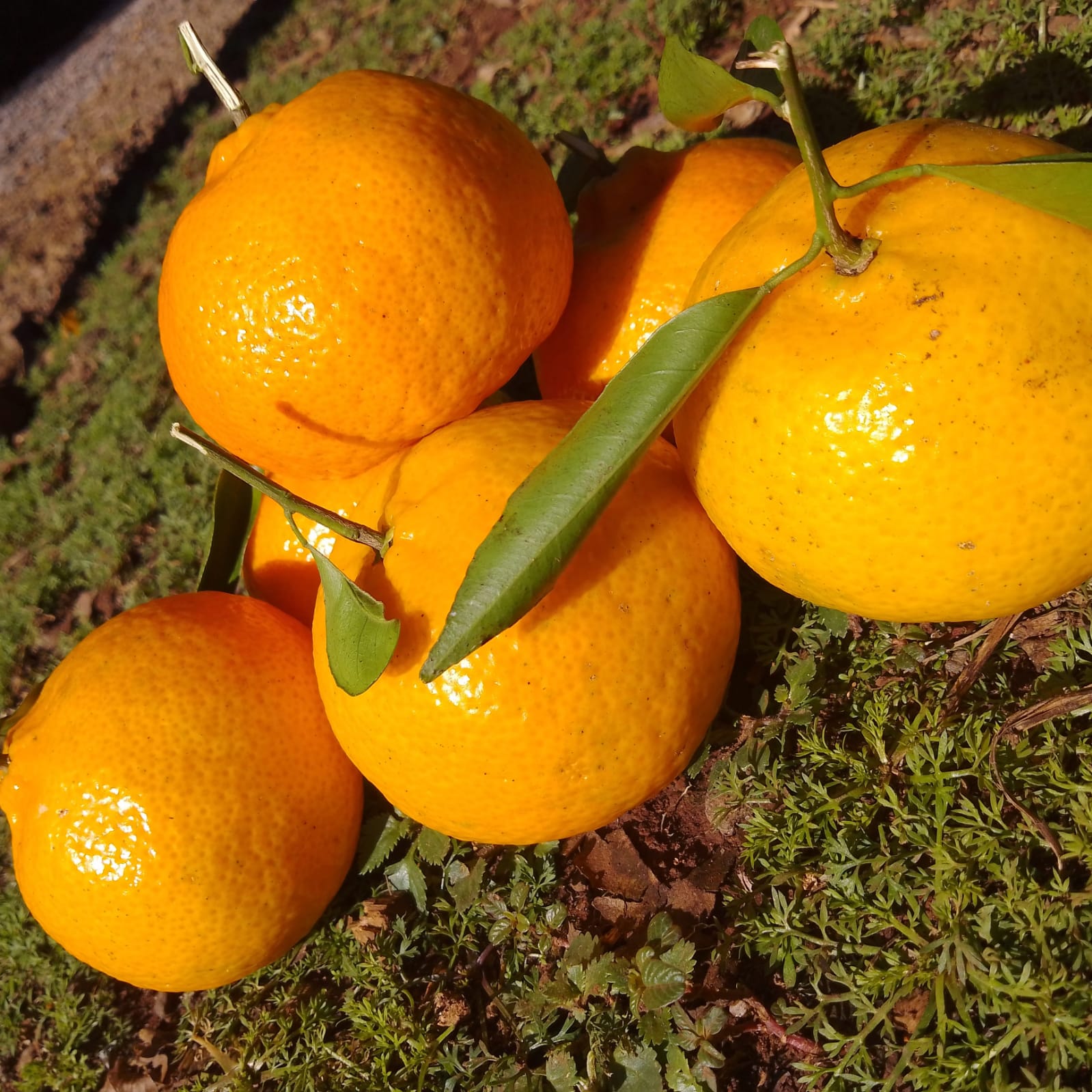 Bergamota caí - kilo