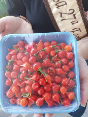 Pimenta biquinho - bandeja