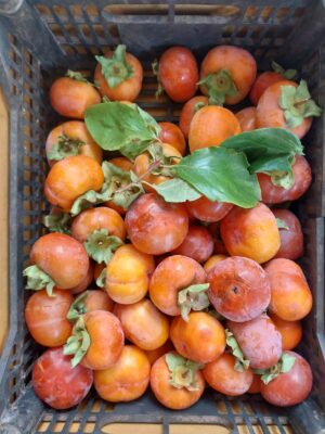 WhatsApp Image 2026-02-28 at 16.01.59 Caqui chocolate - kilo