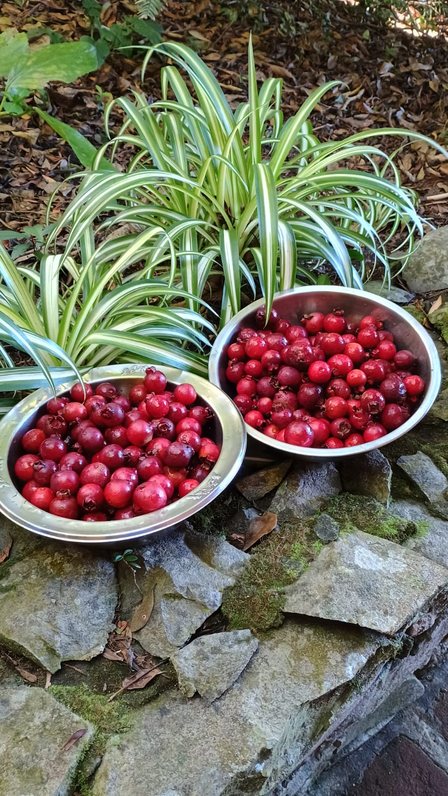 Geleia de Araçá Vermelho 200g