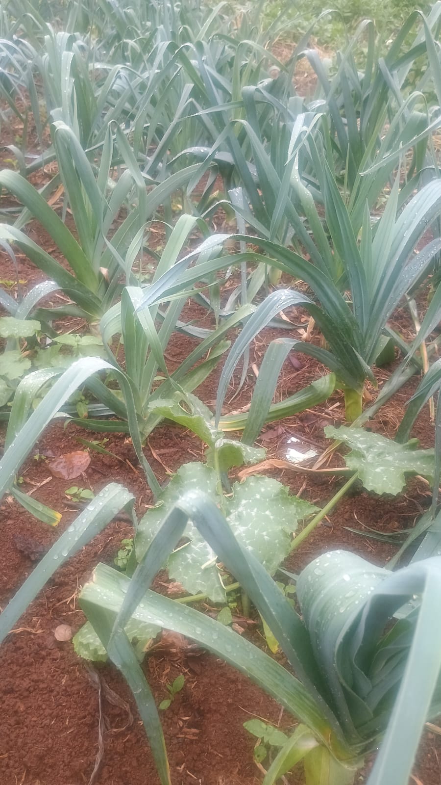 Alho-poró - unidade