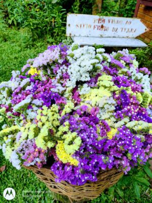 Buquê de flores sempre viva