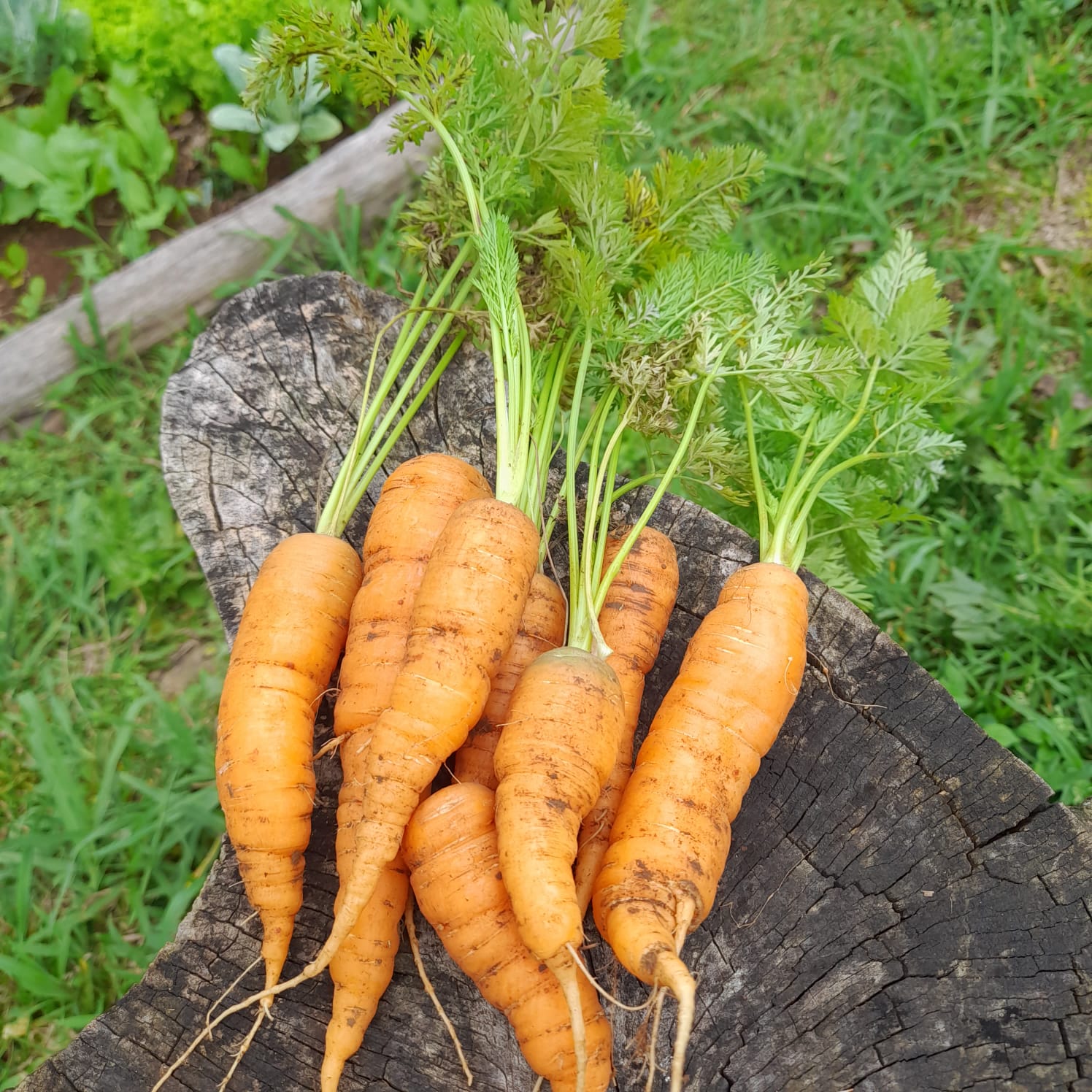 Cenoura agroecológica - molho