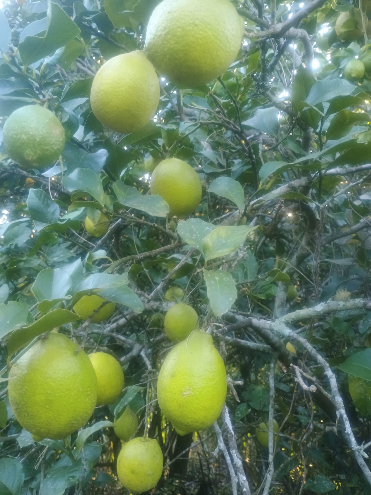 Limão siciliano - kg