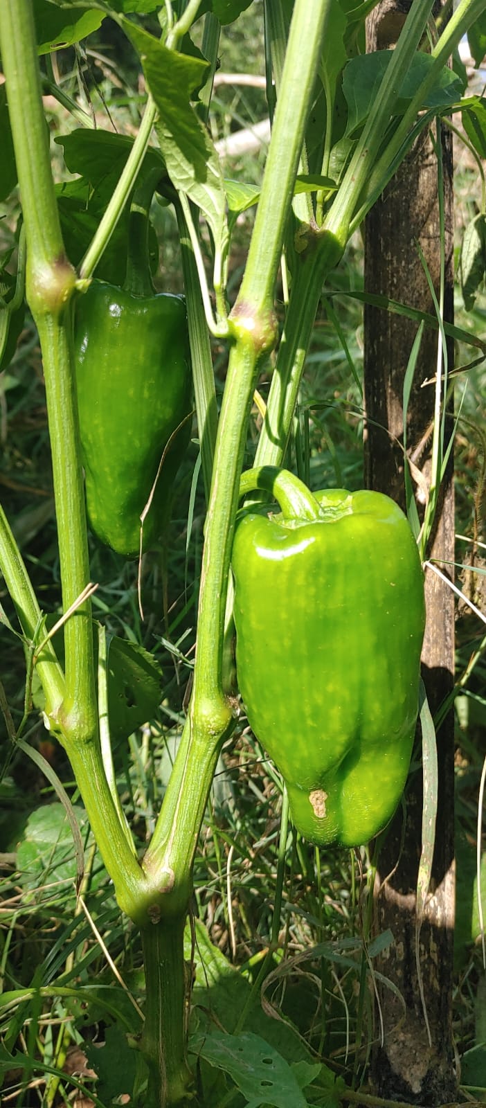 Pimentão (verde e vermelho) tam. médio un.