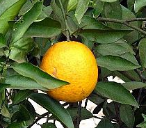 Laranja do céu - kg