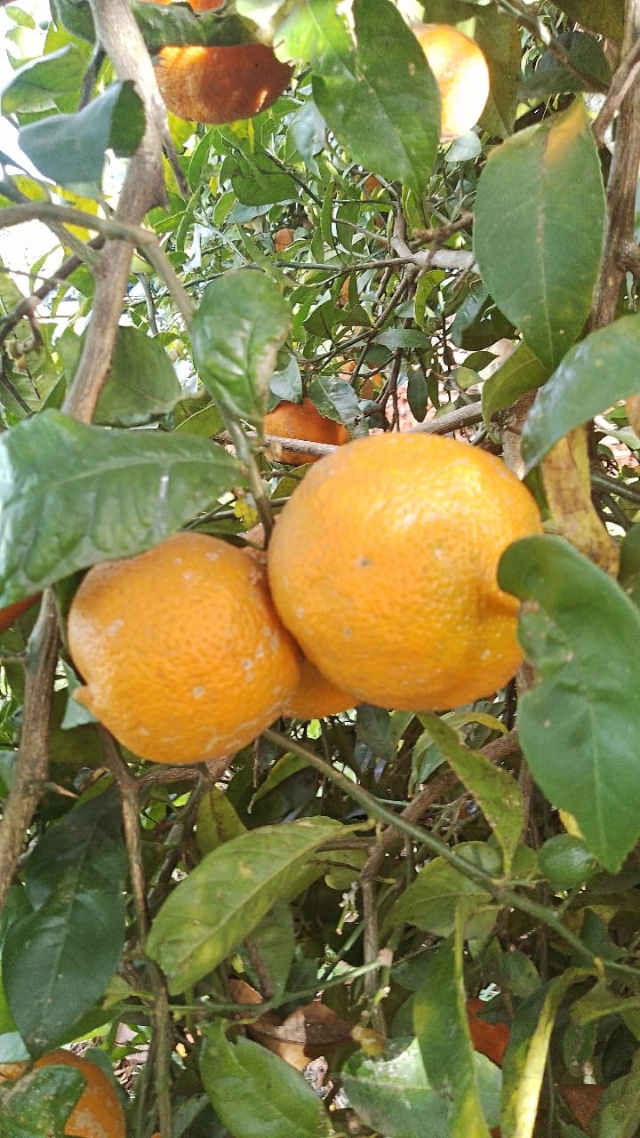 Limão bergamota (kg)