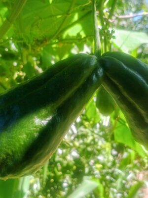 Chuchu verde escuro - kg