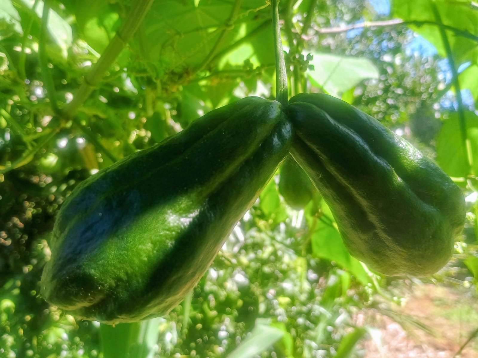 Chuchu verde escuro - kg