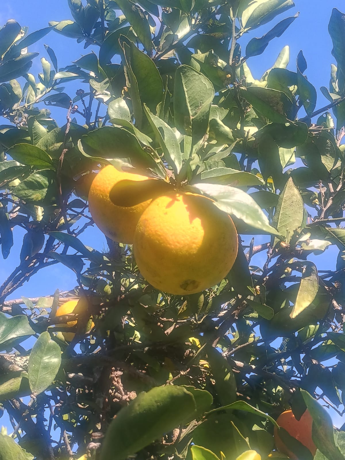 Laranja de umbigo - kg