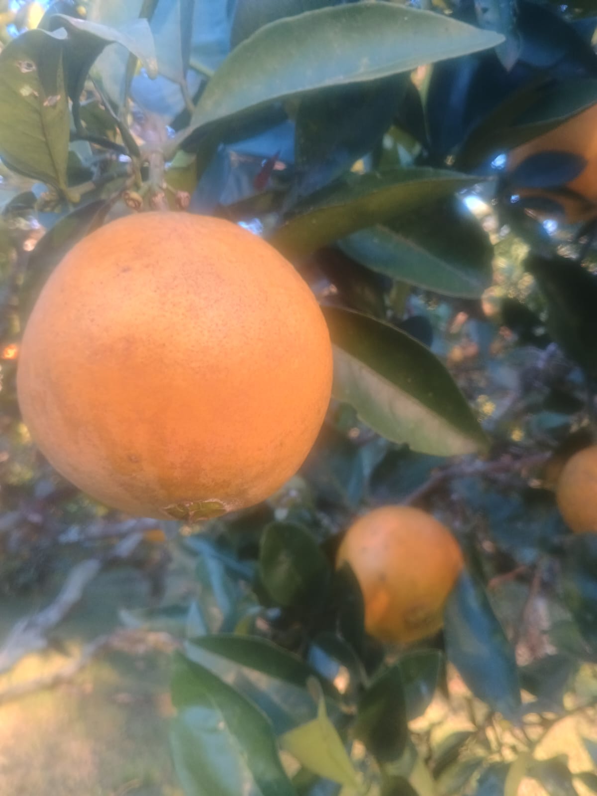 Laranja de umbigo - kg