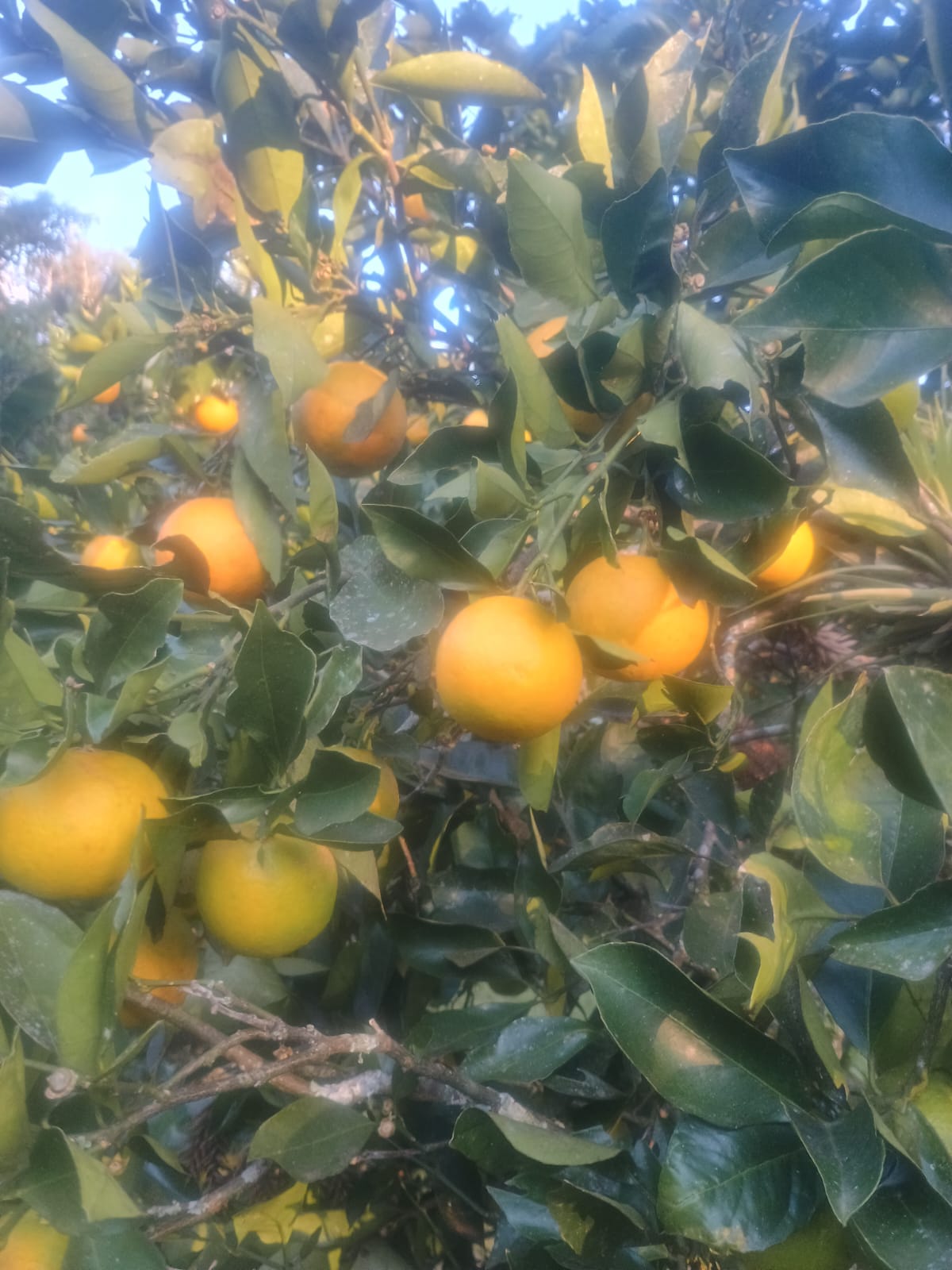 Laranja do céu - kg