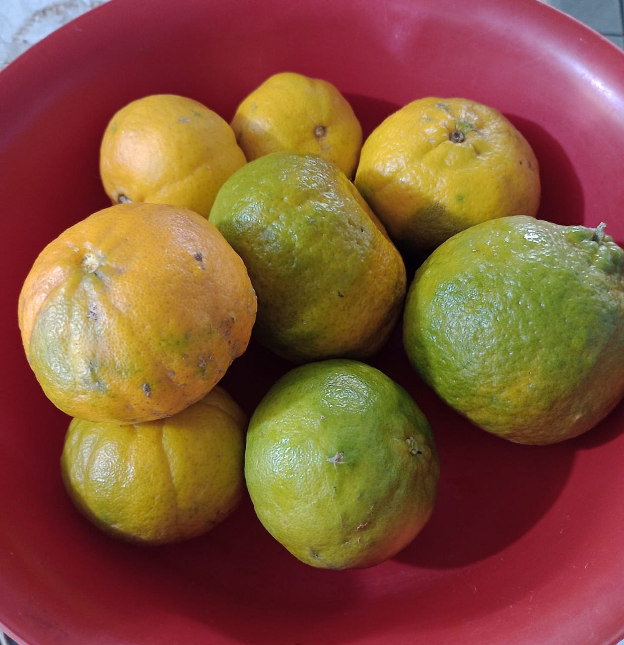 Bergamota Pokan - agroecológico  - kilo