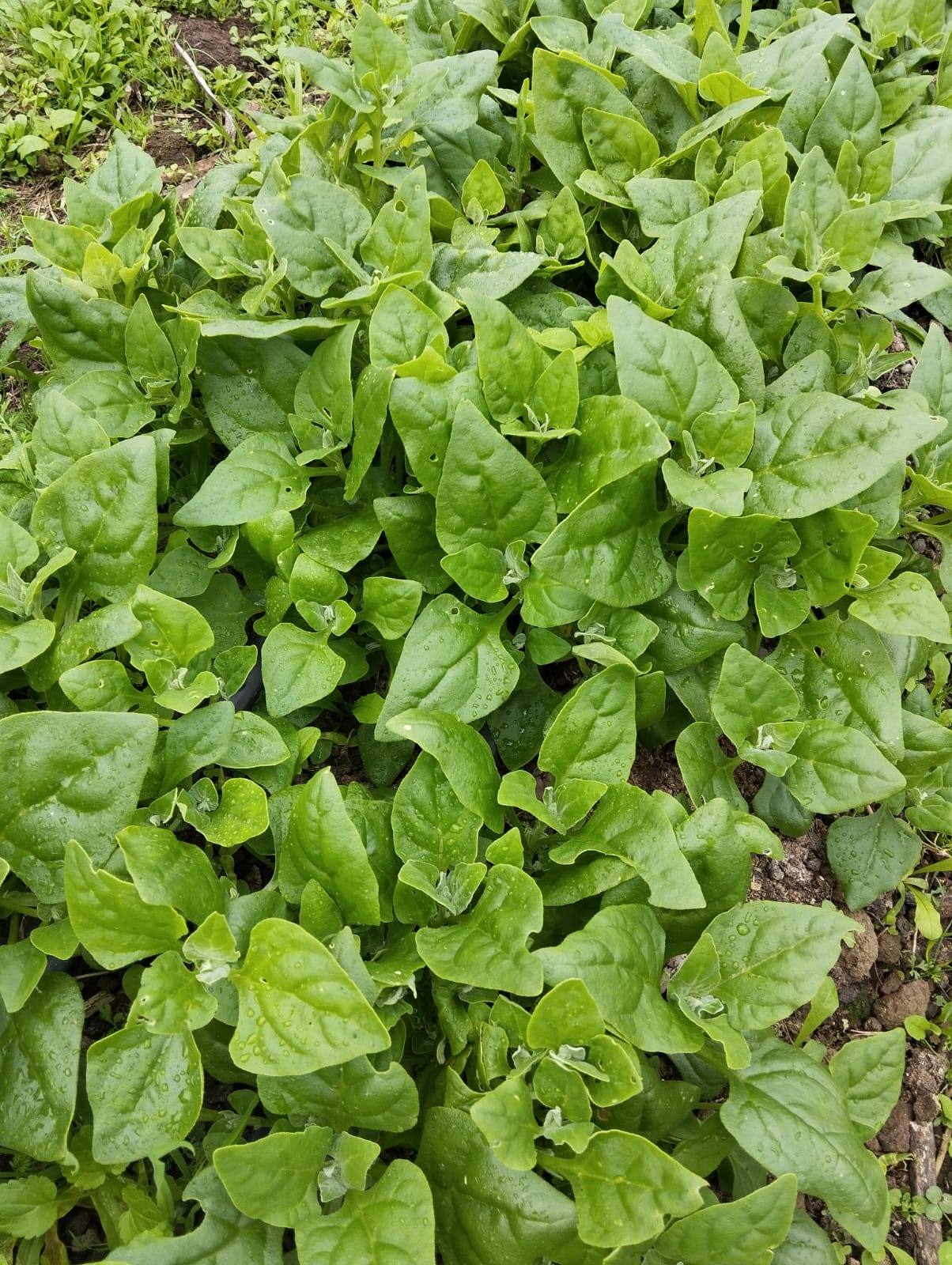 Espinafre agroecológico molho - 400g