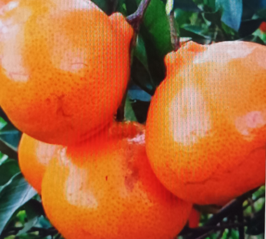 Bergamota montenegrina agroecológica 1kg