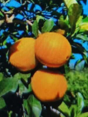 IMG_20250701_220330 Laranja umbigo agroecológica 1kg