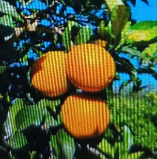 Laranja umbigo agroecológica 1kg