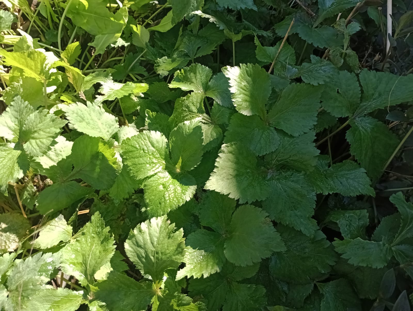 Mitsuba - salsa japonesa - agroecológica - molho