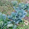 Couve agroecológica