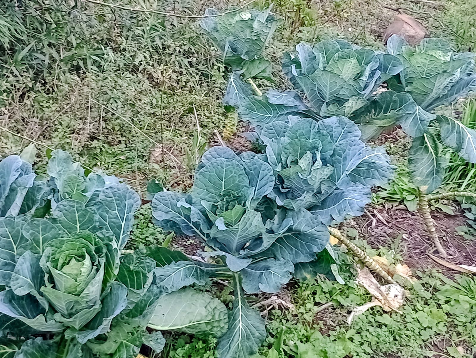 Couve agroecológica