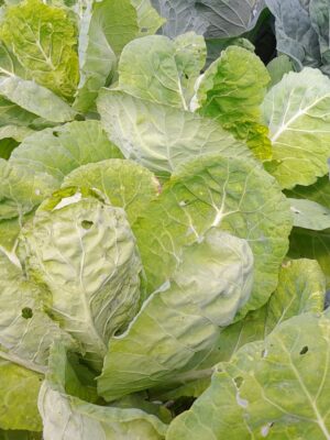 Couve manteiga-molho